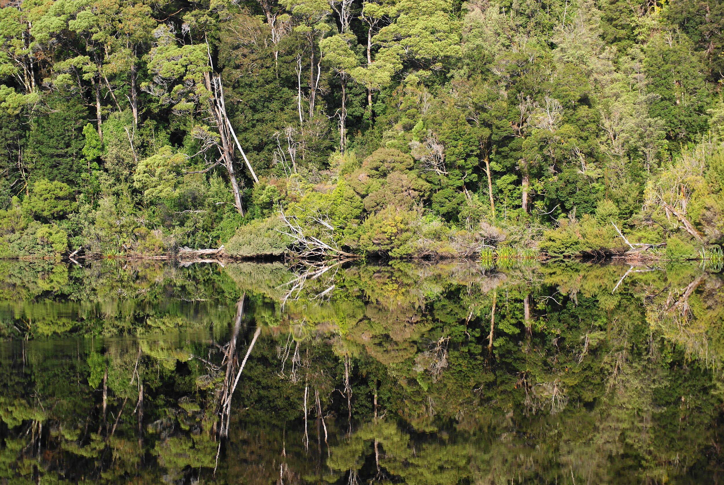 Gordon River Reflections